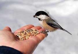 bird feeding