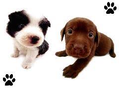 photo de chien trop mignon