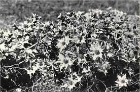 eryngium sea holly