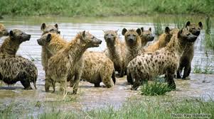 pictures of hyenas