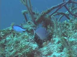 tropical fish identification pictures