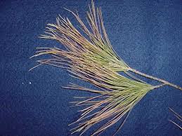 white pine needles