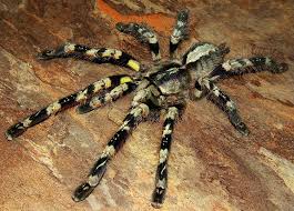 poecilotheria striata