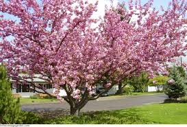 prunus tree