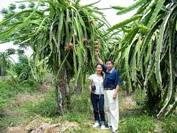 dragon fruit plants