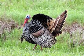 turkey birds