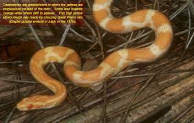 creamsicle corn snake
