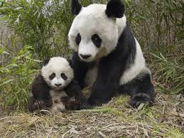 panda bears pictures