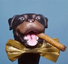 comic the insult comic dog