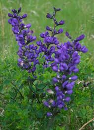 baptisia