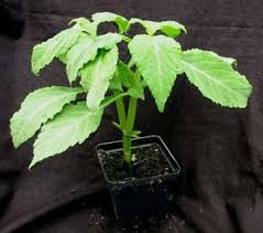 oregon plants