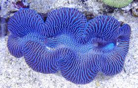 tridacna maxima