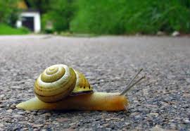 snail