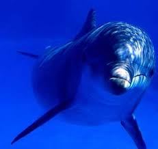 dolphin photographs