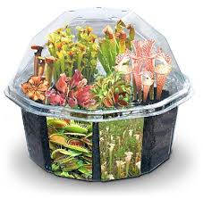 fly trap plants