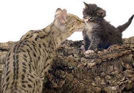 large cat breeds