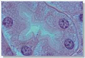 histologie rein