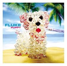 fluke puppy