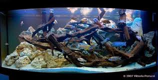 cichlid rocks