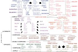 tree identifaction