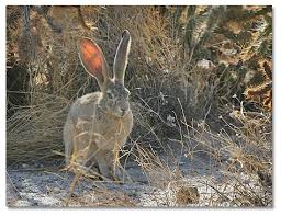 jack rabbit