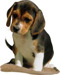 Personalizar avatars y firmas. Beagle-puppy