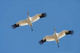 cranes flying