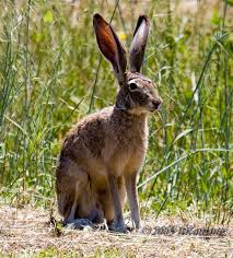 jack rabbit