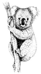 koala drawing