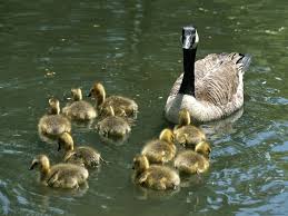 canada goose