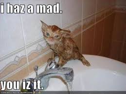 cat sink