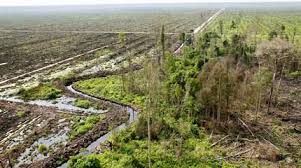 peatland