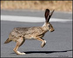 jack rabbit