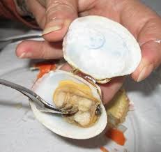 steamed clams