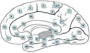 brodmann brain