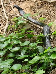 venomous black snake