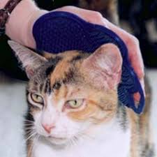 cat grooming brushes