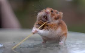 ninja hamster