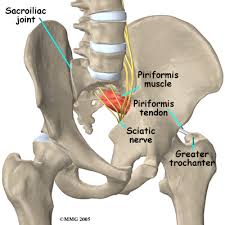 pelvic bone