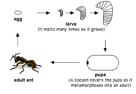 fire ant life cycle