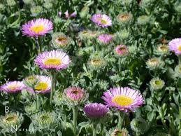 erigeron glaucus sea breeze