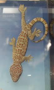 http://t0.gstatic.com/images?q=tbn:6ccIP0djzZpqAM:http://upload.wikimedia.org/wikipedia/commons/4/46/Gekkoninae_Gekko_gecko.png