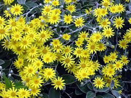 senecio