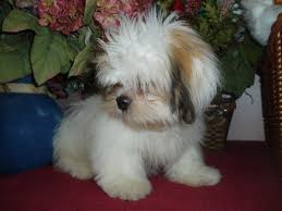 lhasa apso puppy