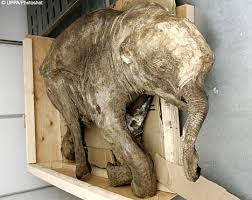 lyuba mammoth