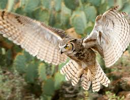 great horned owl food