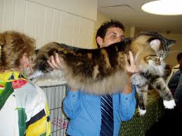 main coon cats