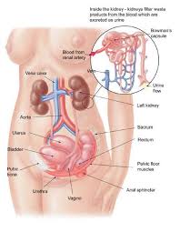 pelvic bone