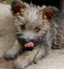 black cairn terrier
