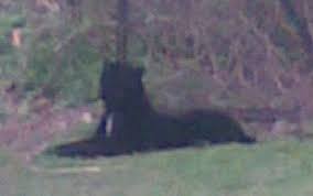 big cat pictures